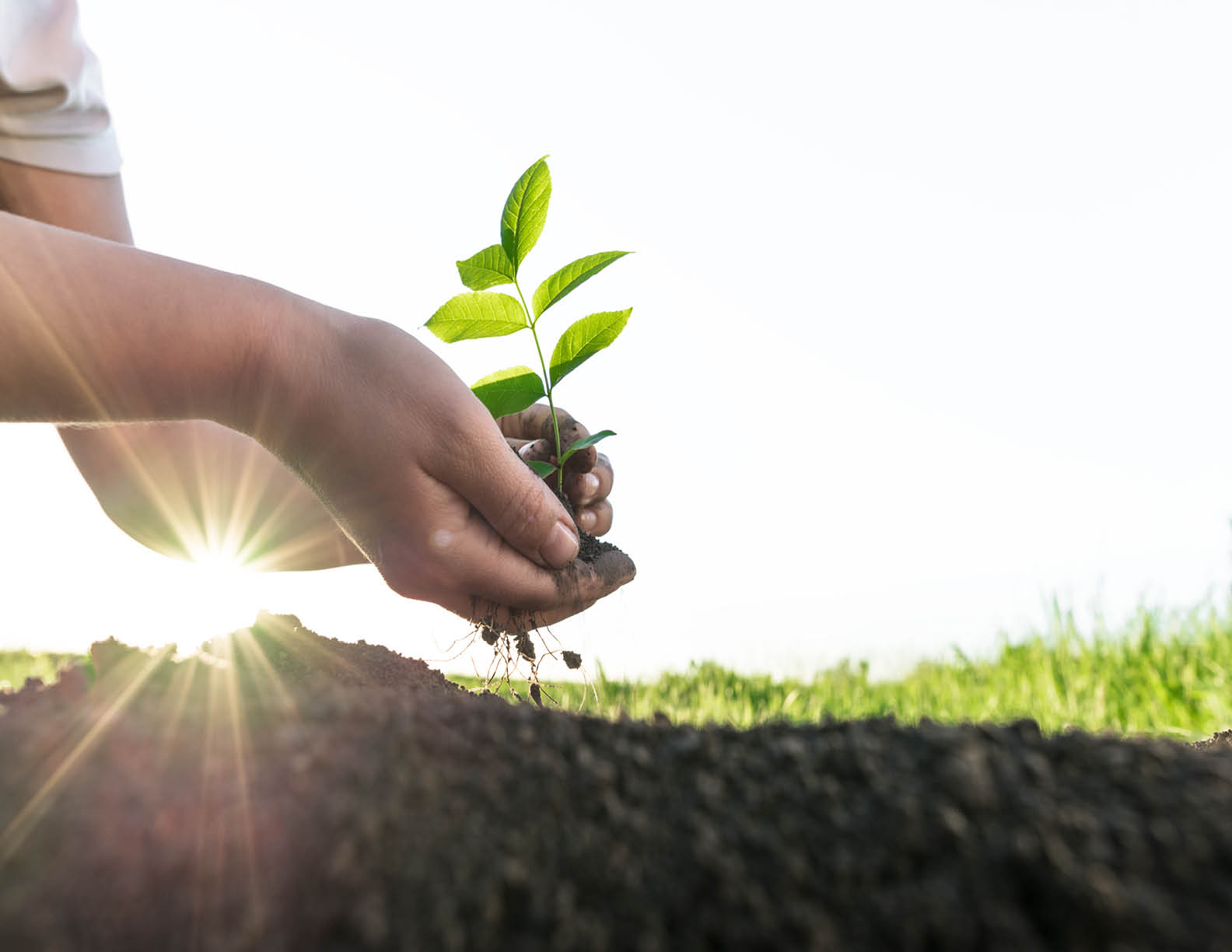 female hands planting young  tree